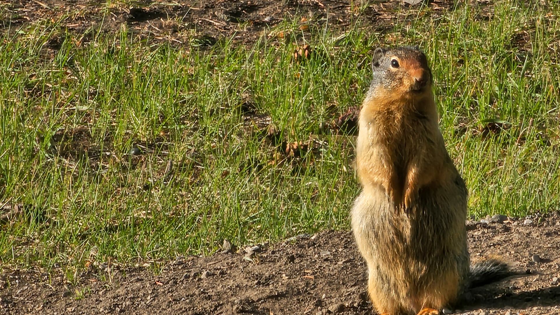 Ground squirrel stands upright on dirt beside green grass, facing the camera.