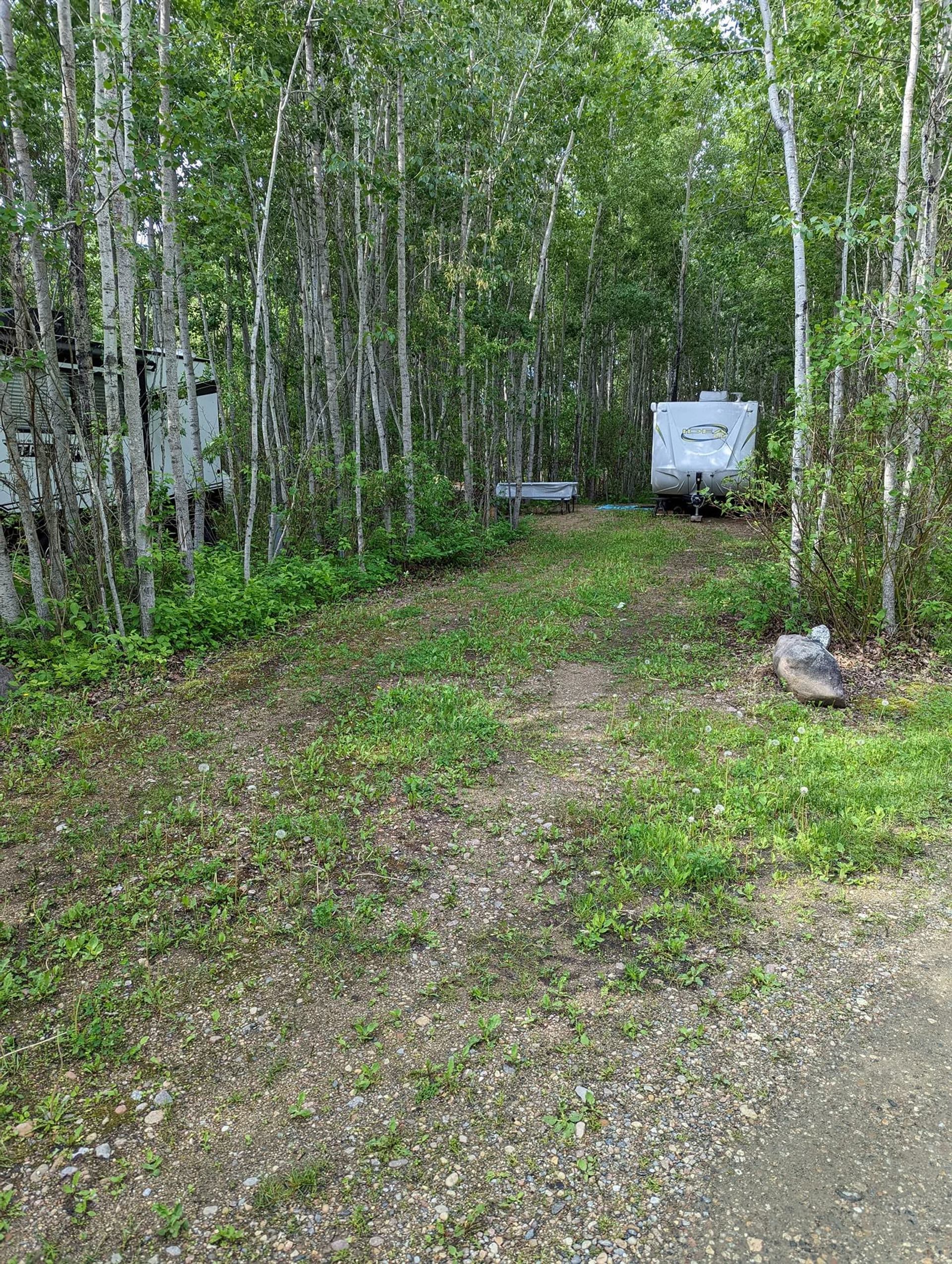 Gravel campsite with travel trailer parked among tall slender trees and green undergrowth.