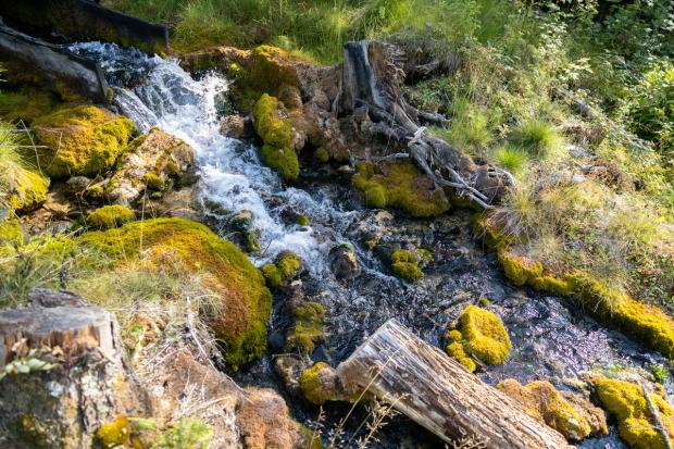 A mossy stream at Raven Brood.