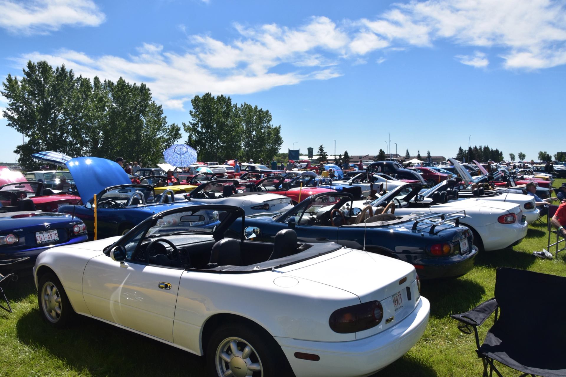 Dozens of convertibles parked side by side on a sunny field.