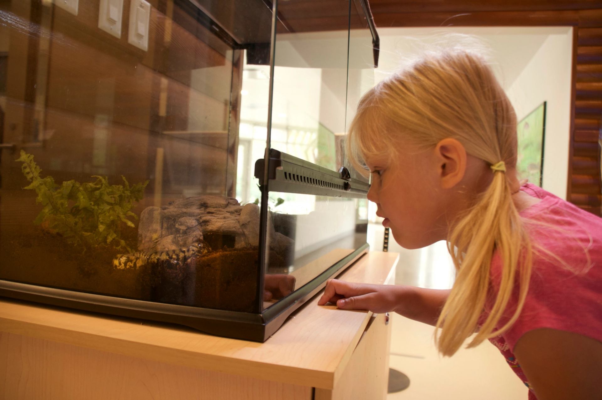 A child looks closely at an animal enclosure inside the nature centre.