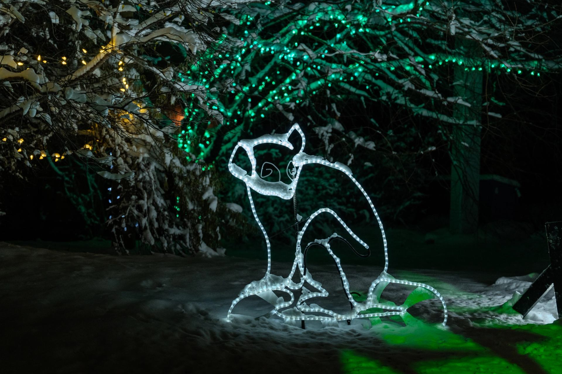 Outline sculpture of a raccoon made of white lights in a snowy forest setting.