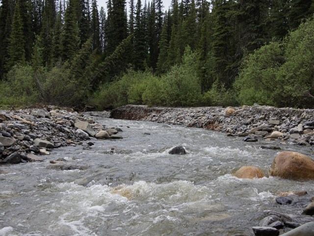 A fast-flowing river with rocks surrounded by dense evergreen forest.
