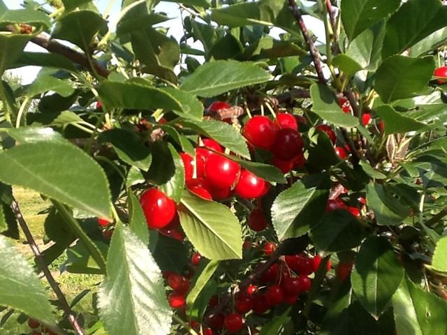 Red cherries clustered on tree branches among green leaves.