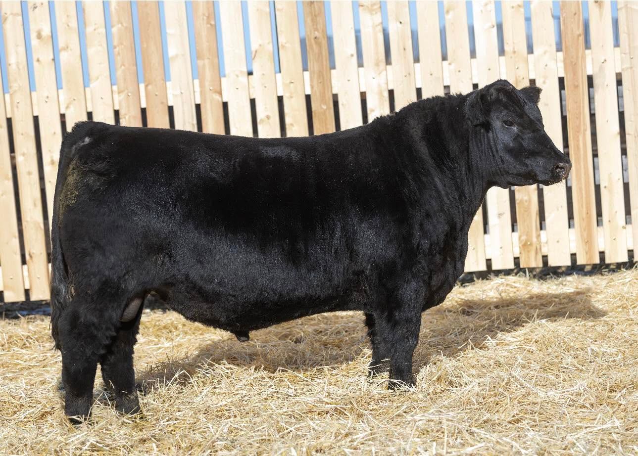 Black beef cow standing on straw in front of a tall wooden fence.