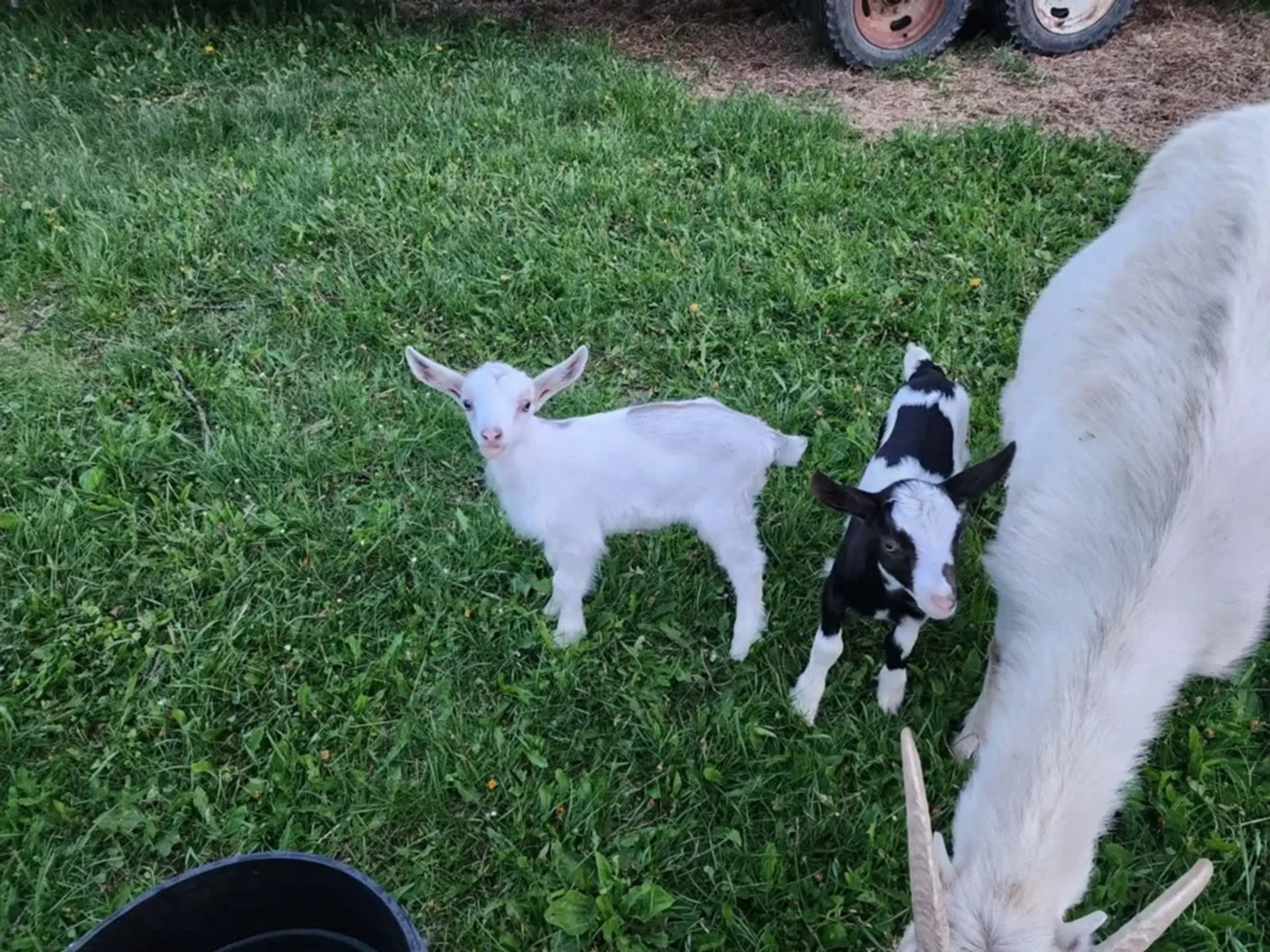 Two young goats stand on grass beside a larger goat near farm equipment.