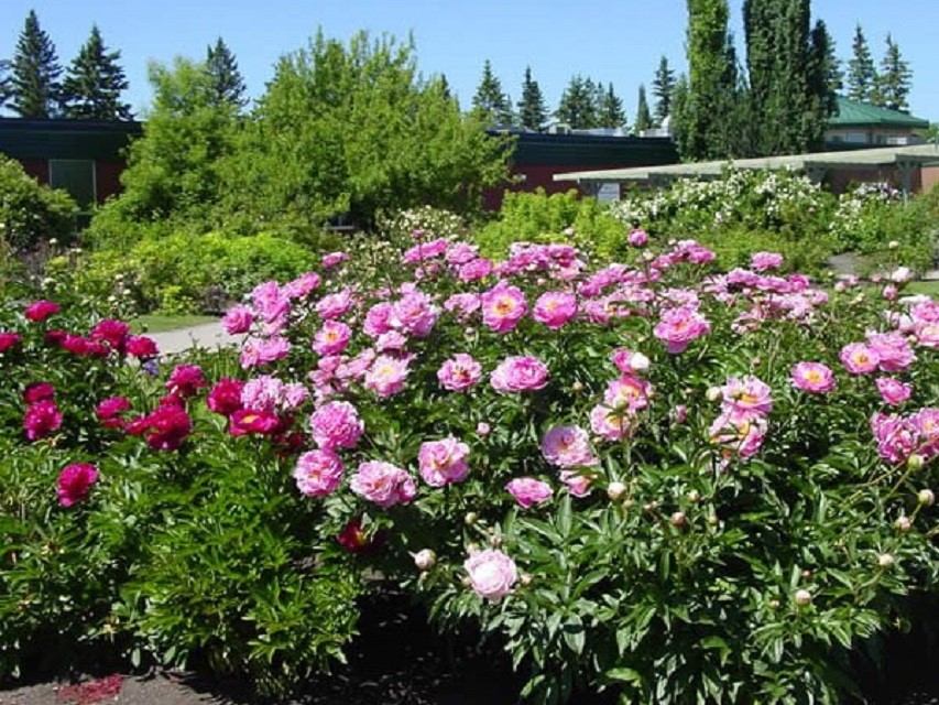Lush pink and red peony flowers fill the foreground, with pathways and manicured greenery extending into the background. The garden is vibrant and full of seasonal blooms.