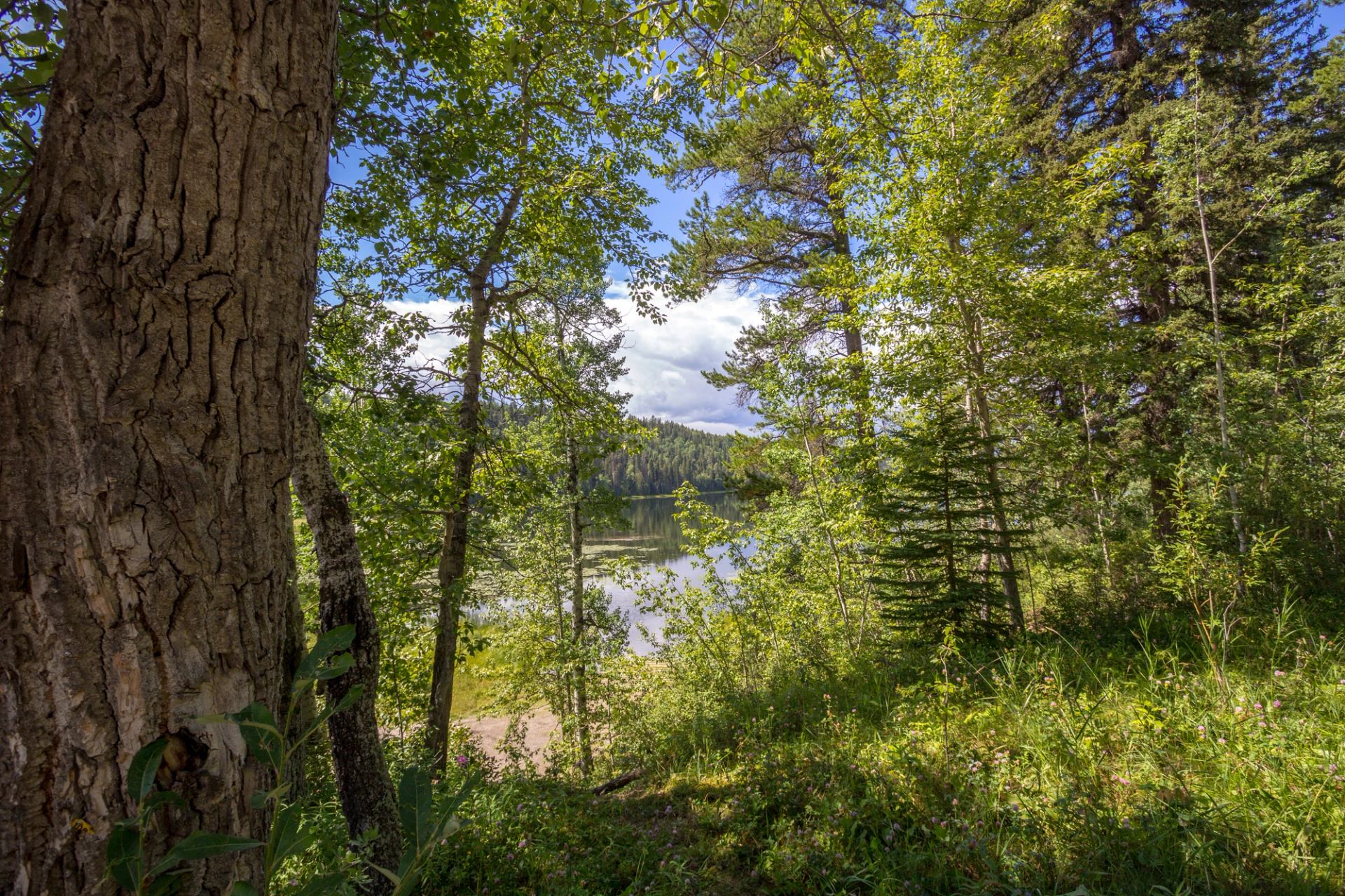 Forest trees and undergrowth framing a calm lake with distant wooded hills.