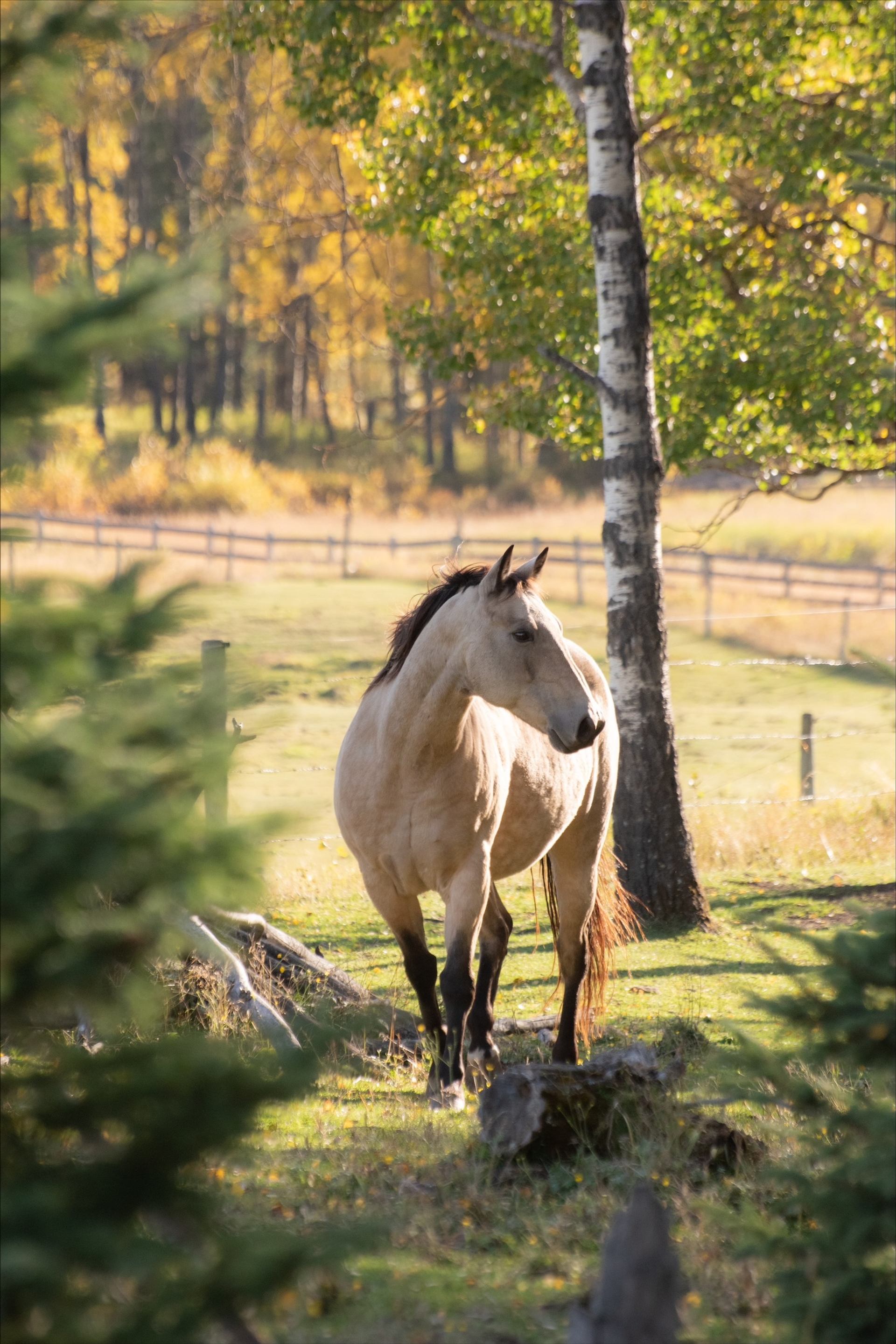 Light-coloured horse stands beside a birch tree in a fenced pasture.