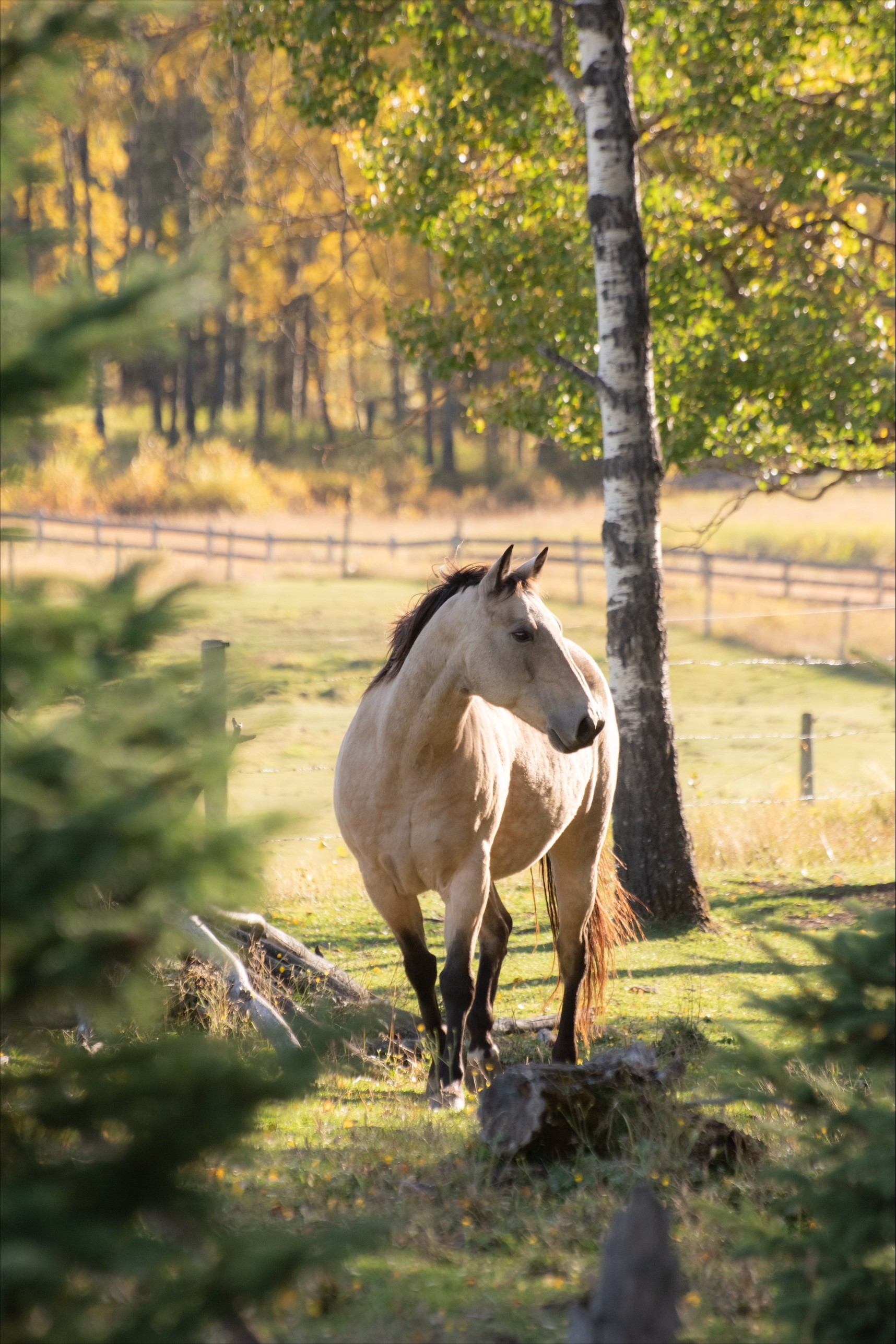 Light-coloured horse stands beside a birch tree in a fenced pasture.