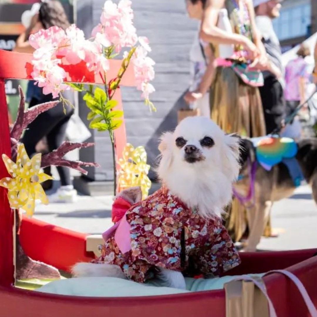 Small dog wearing a patterned outfit sits in a parade cart, with spectators behind.