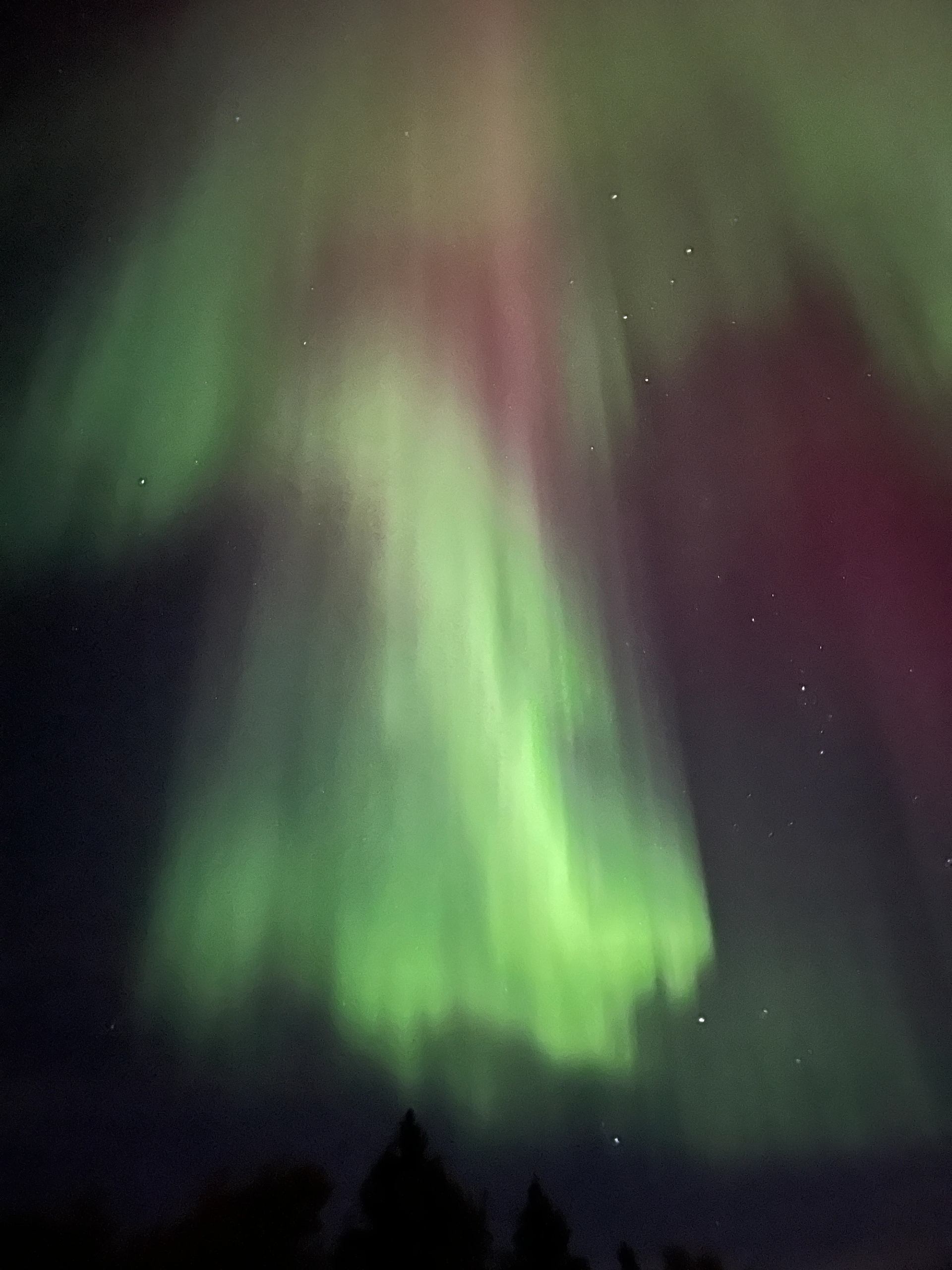 Green and purple aurora lights stretch across night sky above dark tree silhouettes.