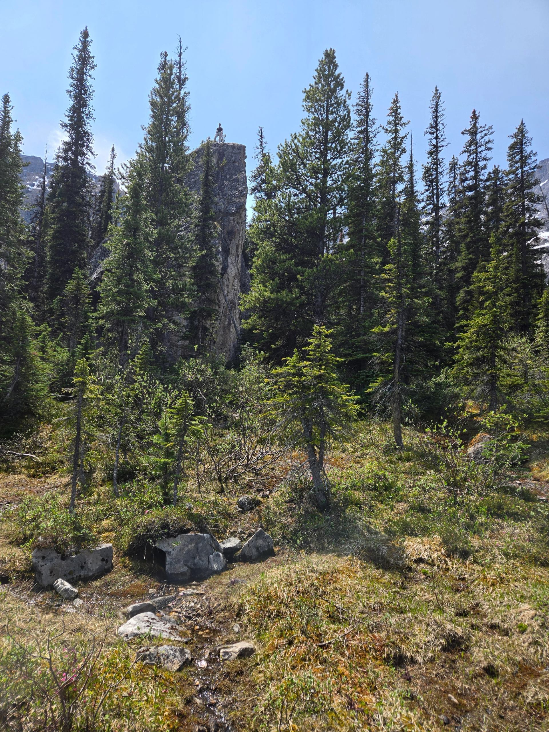Sunlight filters through tall evergreens, casting a gentle glow on lush foliage and scattered rocks.