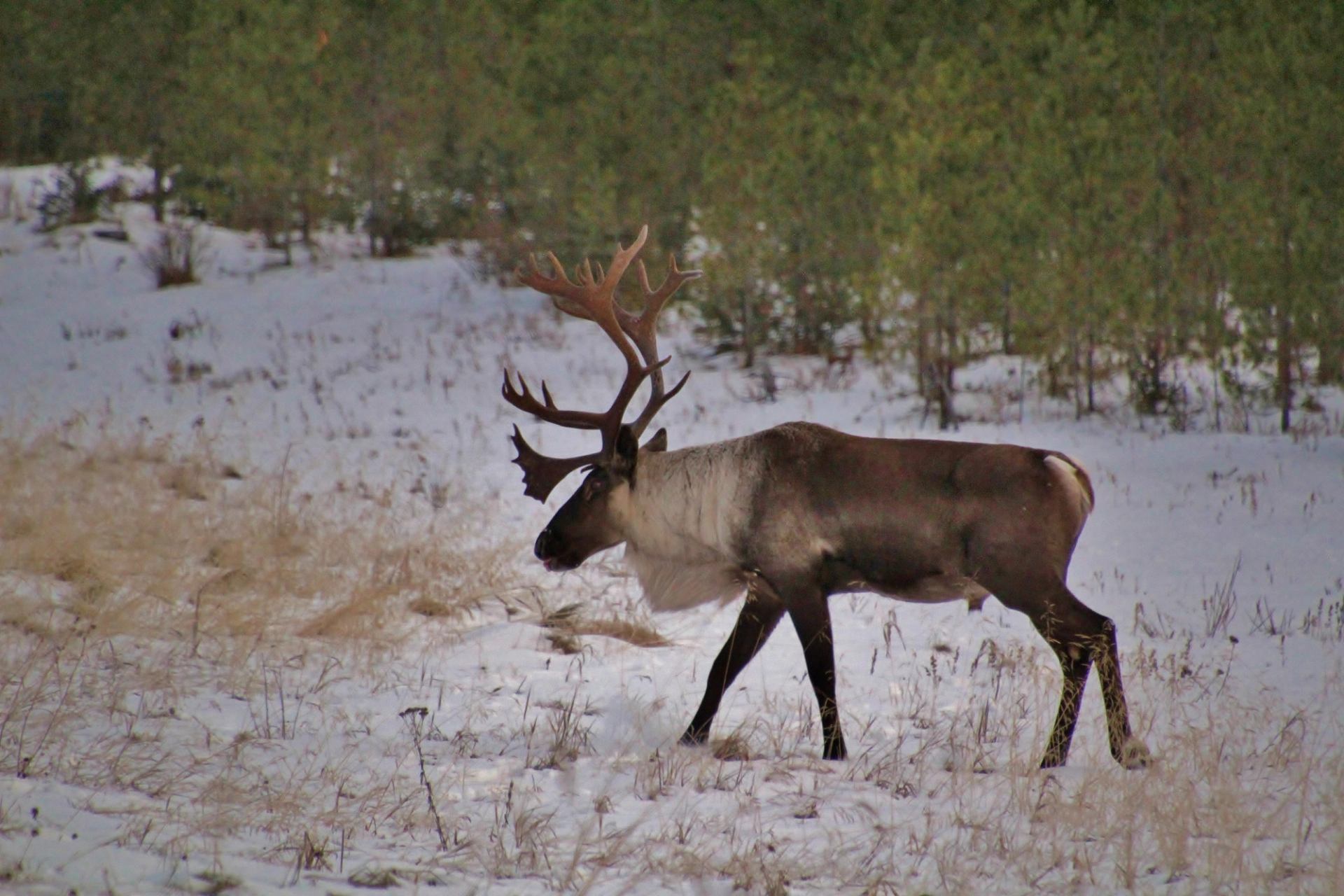 Caribou in snowy field near evergreen forest.