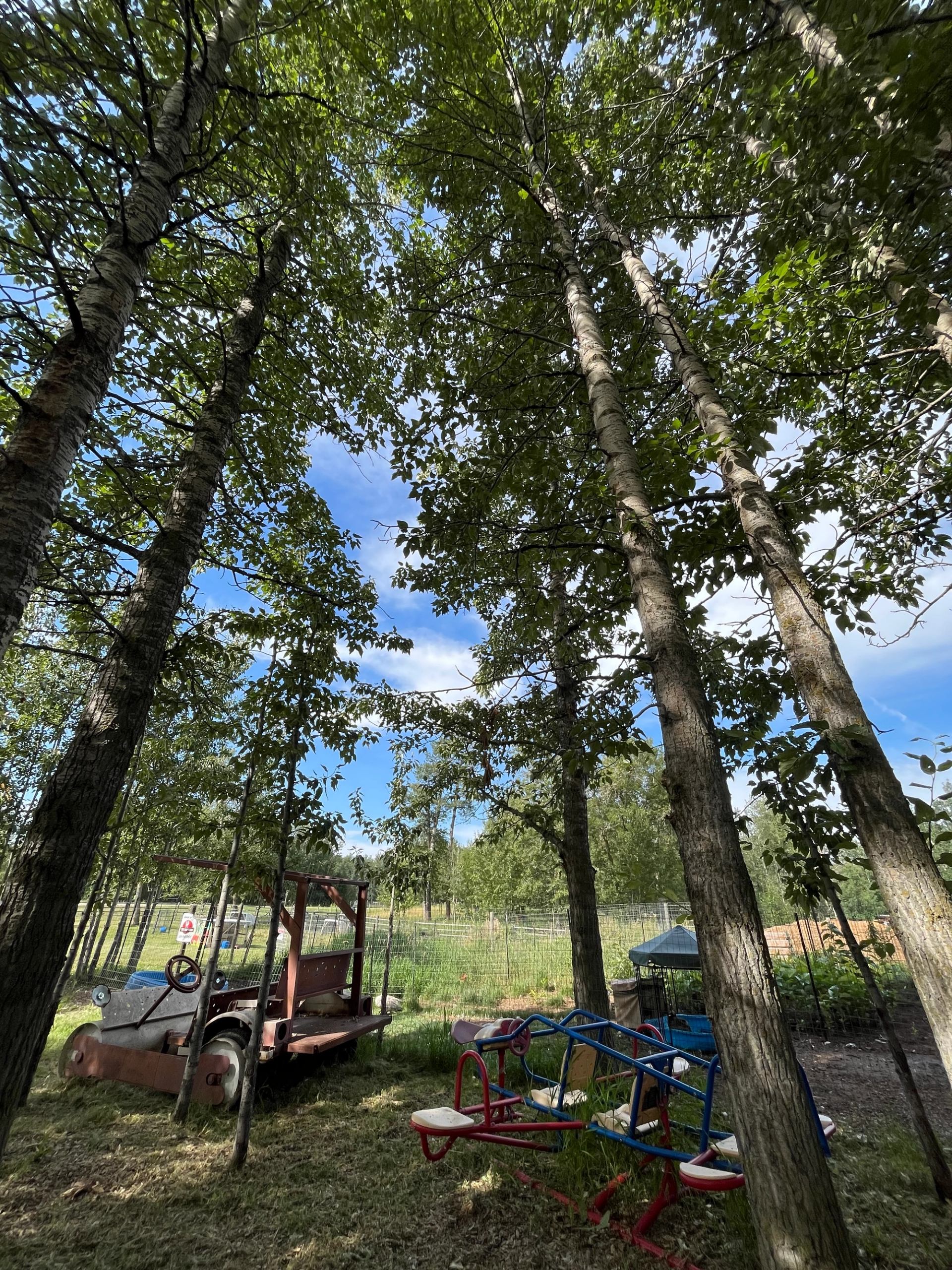Tall trees with green leaves, a red tractor, and colorful picnic tables in a grassy area.
