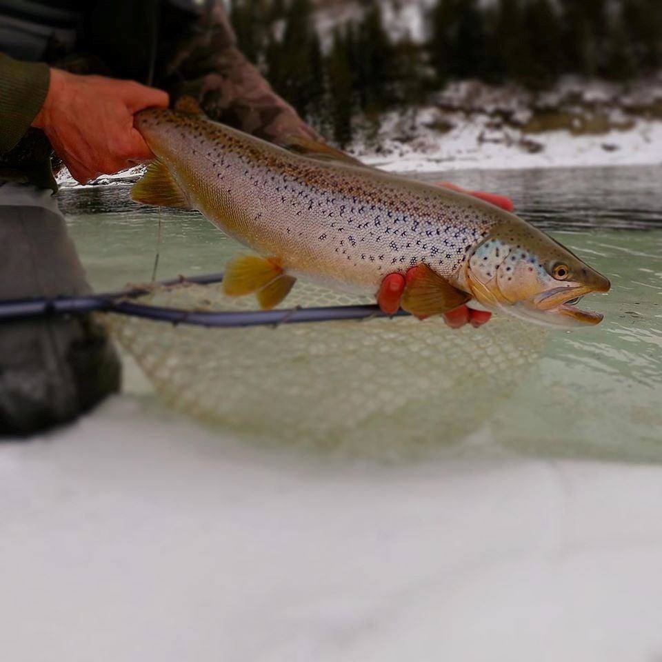 A spotted fish held in front a net near icy water.