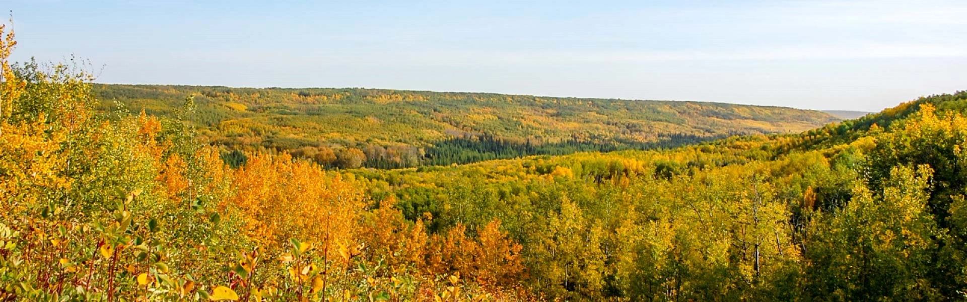 Wide view of rolling forested hills with dense green and yellow tree canopy under clear sky.