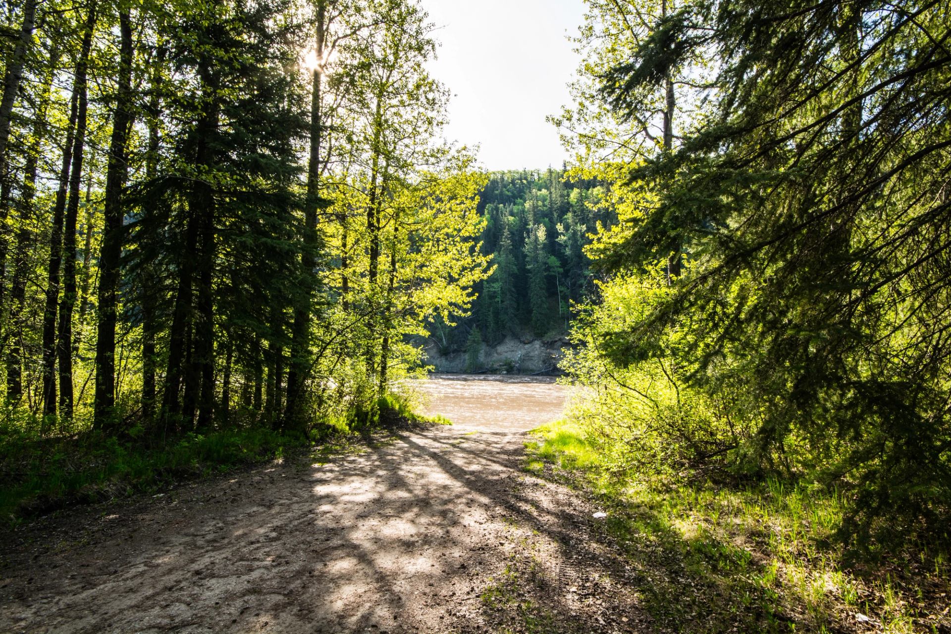 Forest path leading to a wide brown river, surrounded by dense green trees.
