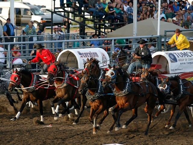 Chuckwagon drivers steer their team of horses in a race.