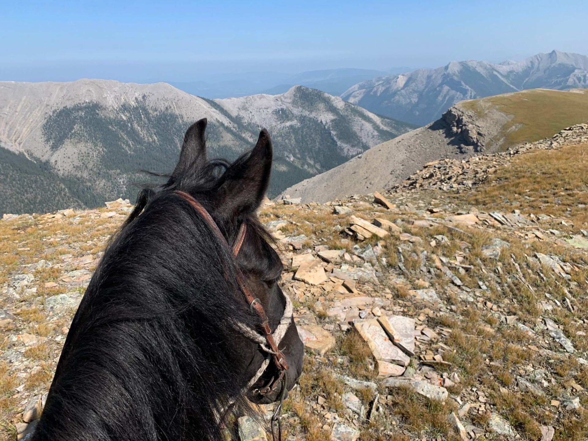 A horse standing on a rocky slope looking out over steep ridges and valleys.