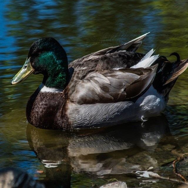 Mallard duck with green head floats on clear water with reflections.
