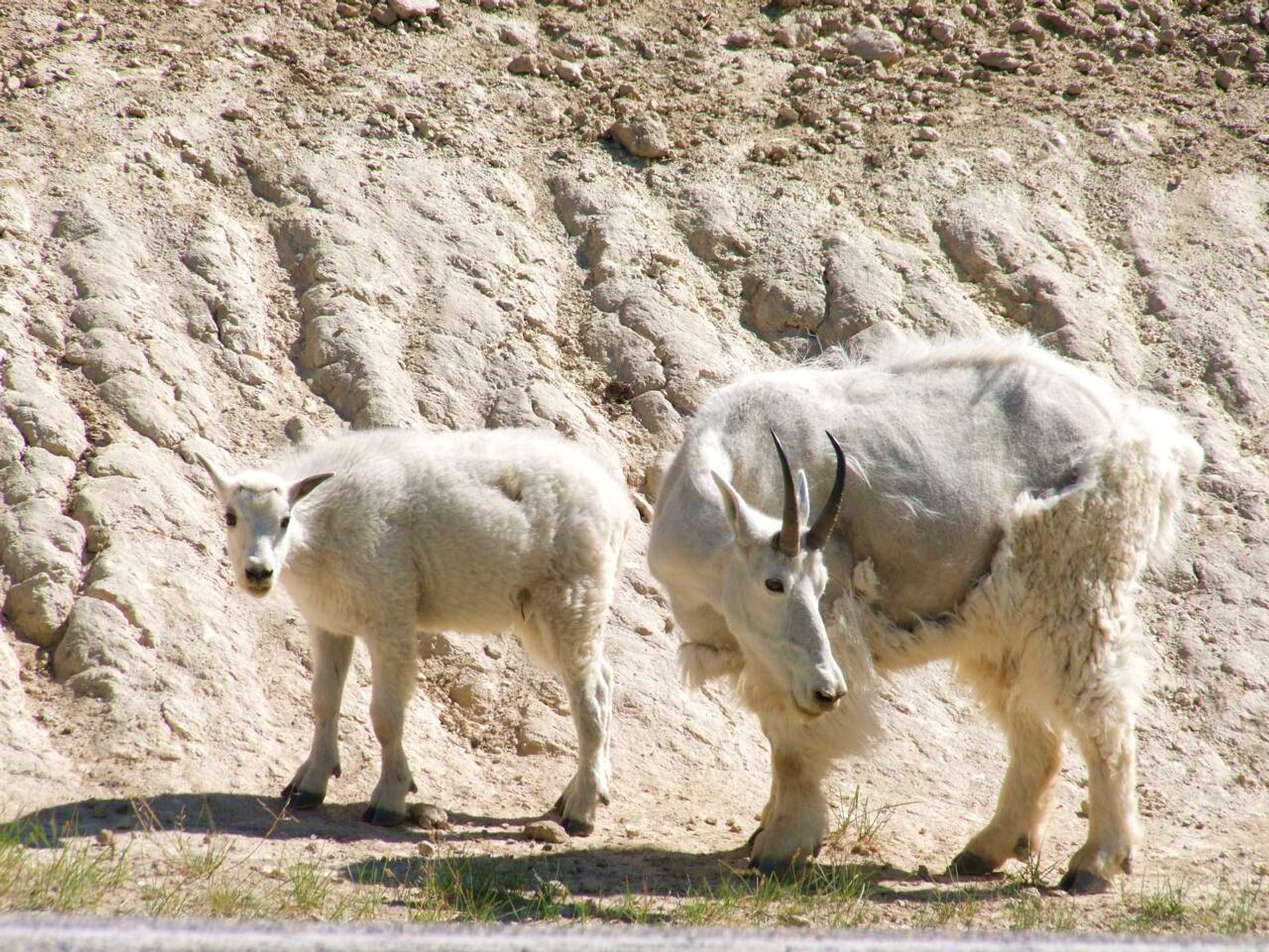 Mountain goats with shaggy white fur stand on rocky slope beside roadside.