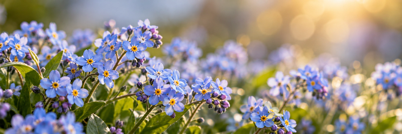 Bloeiende blauwe vergeet-mij-nietjes met gele hartjes van dichtbij, in het zonlicht van het voorjaar.