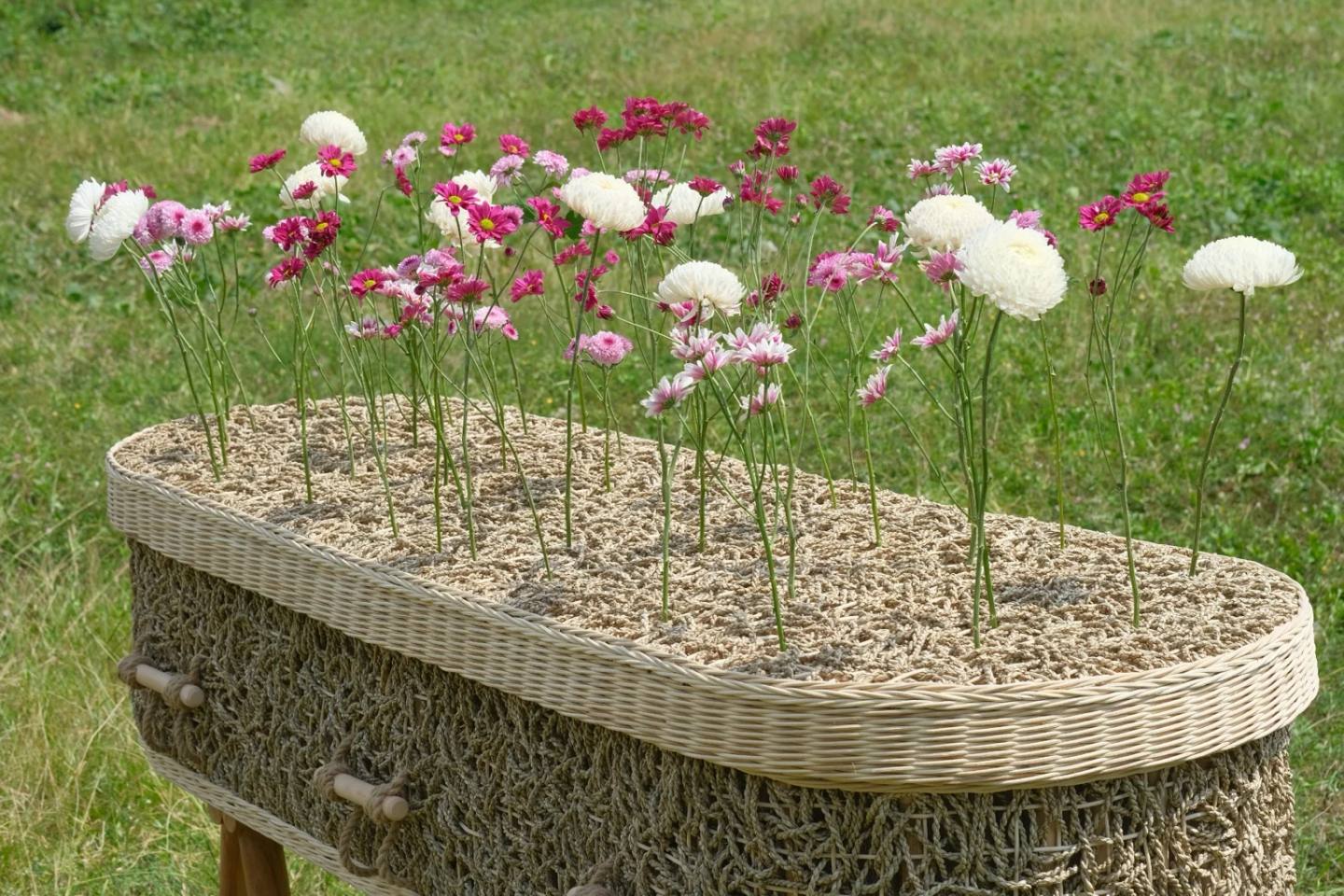 Een gevlochten uitvaartmand in het gras, met roze en witte bloemen rechtop in het deksel gestoken