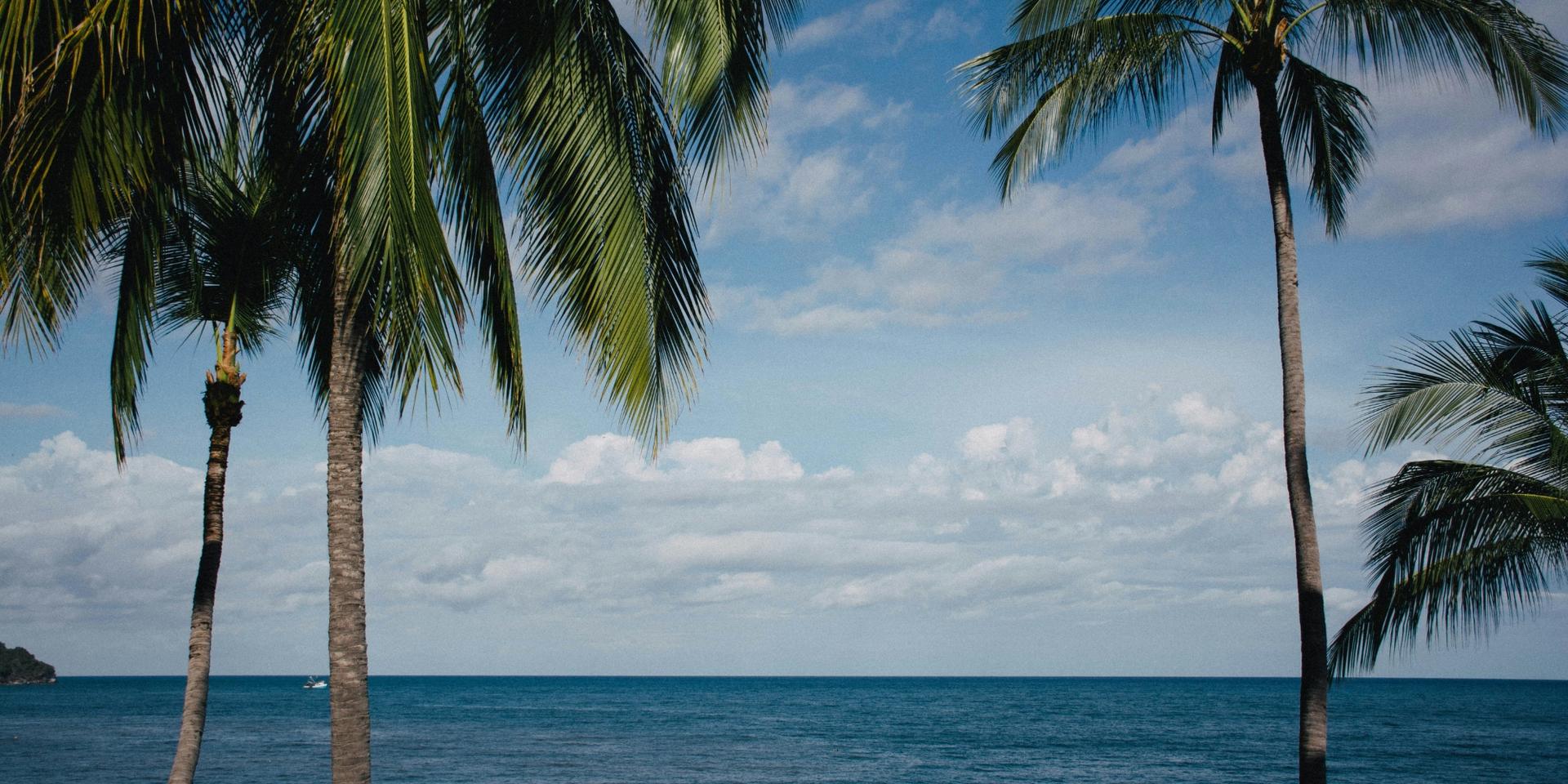 Palm trees near ocean