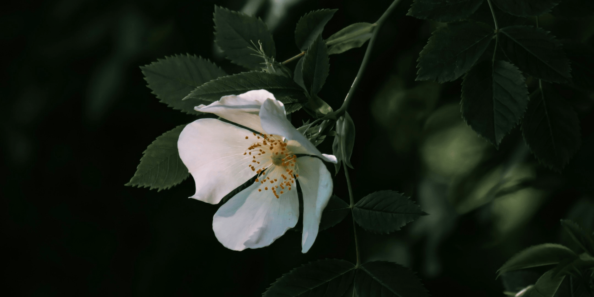 Picture of Gardenia flower