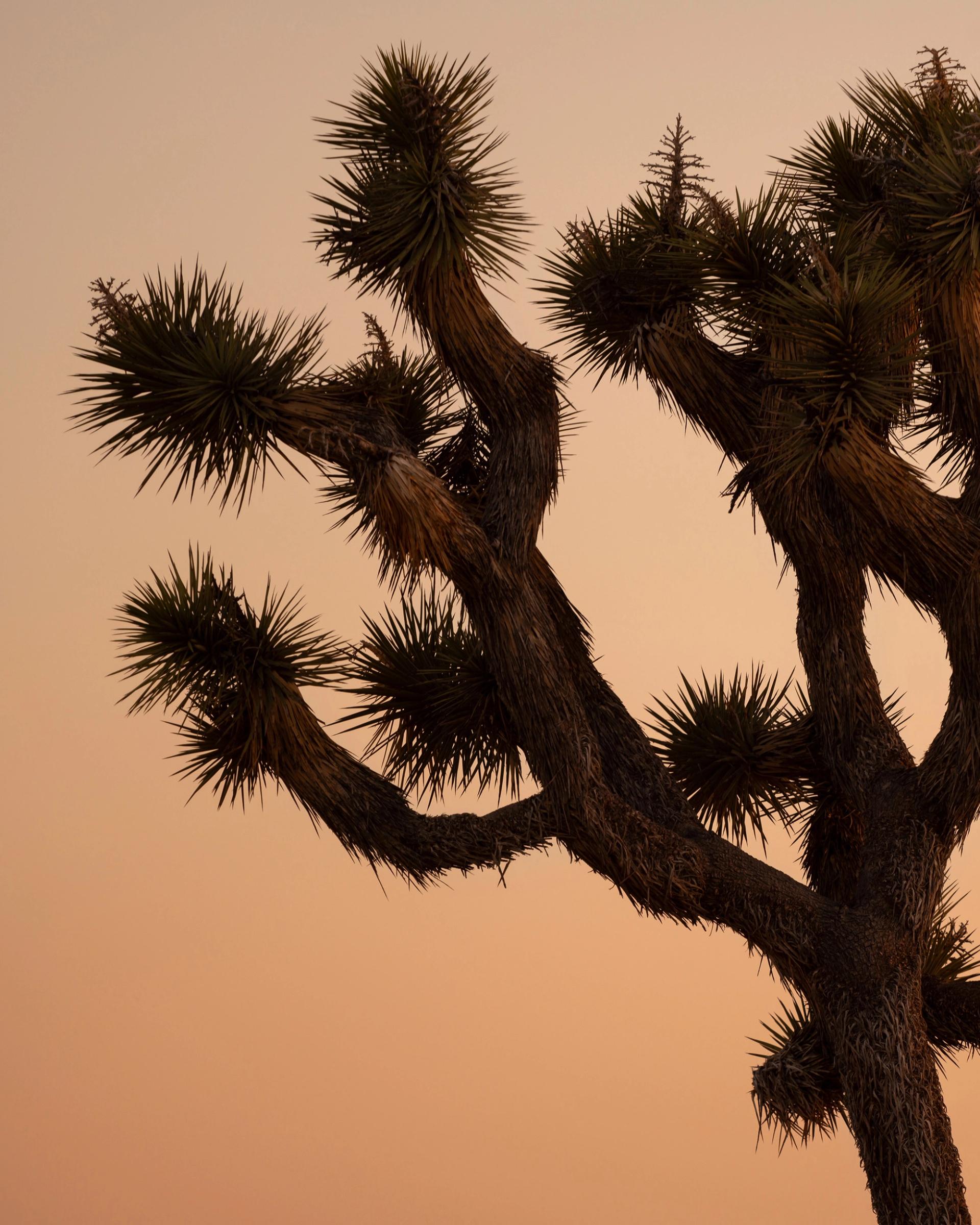 Spikes of a Joshua Tree
