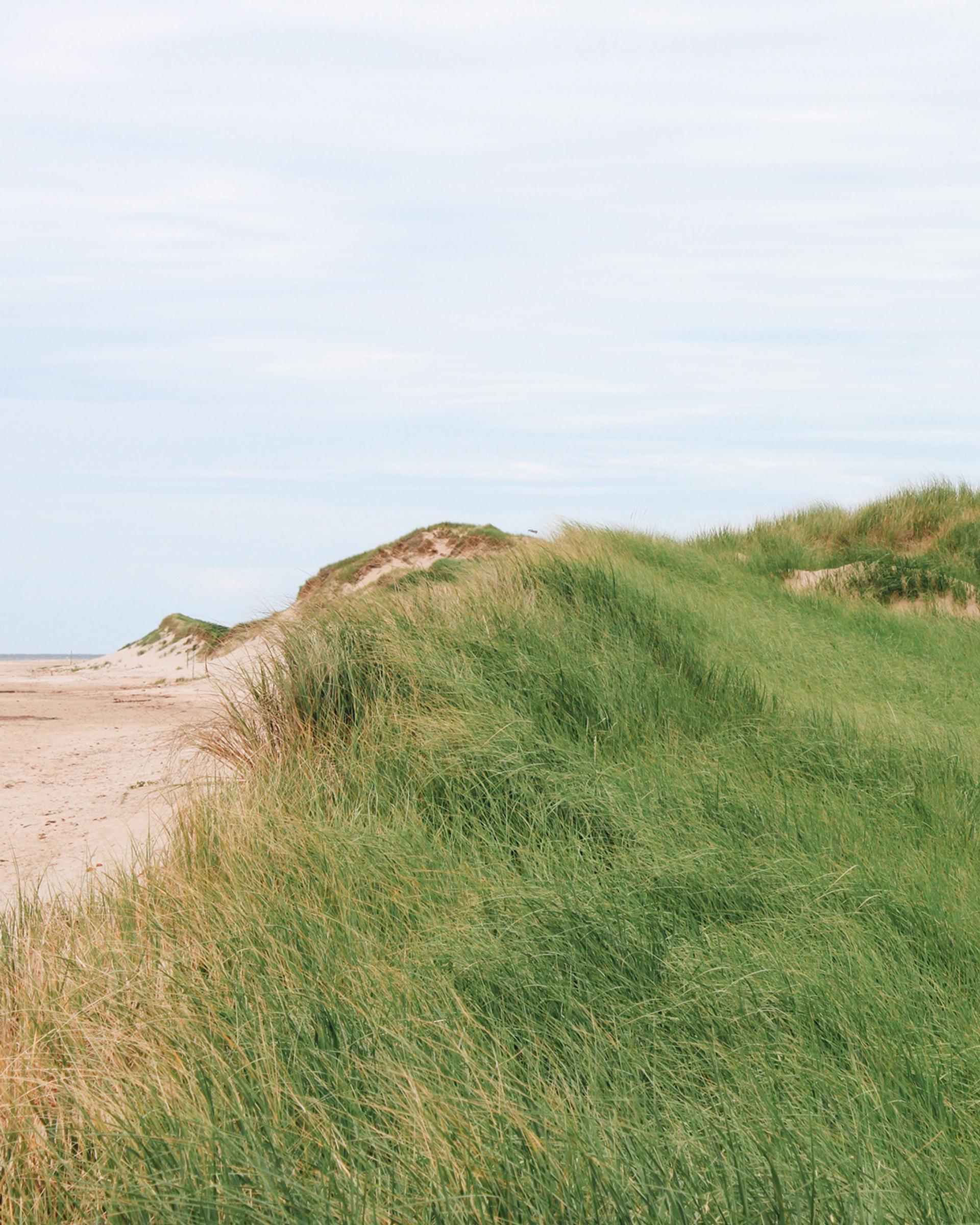 Sand Dunes covered in green grass