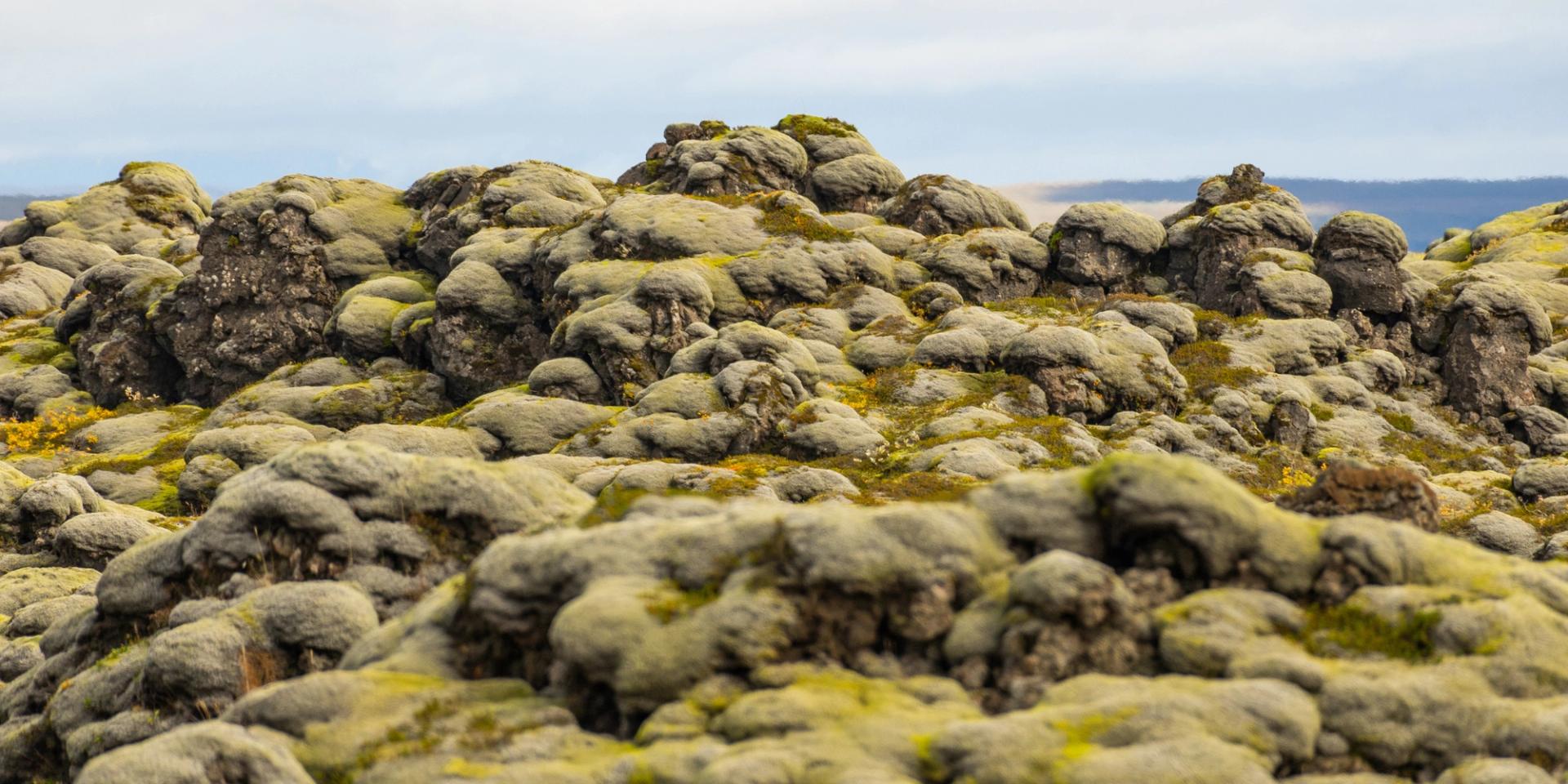 Hilly landscape covered in moss