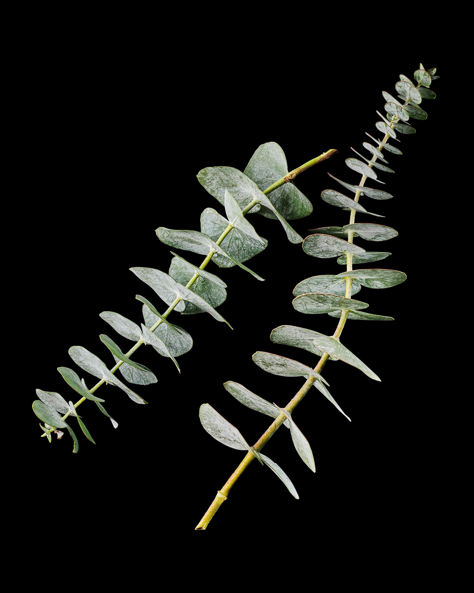 Eucalyptus Ingredient