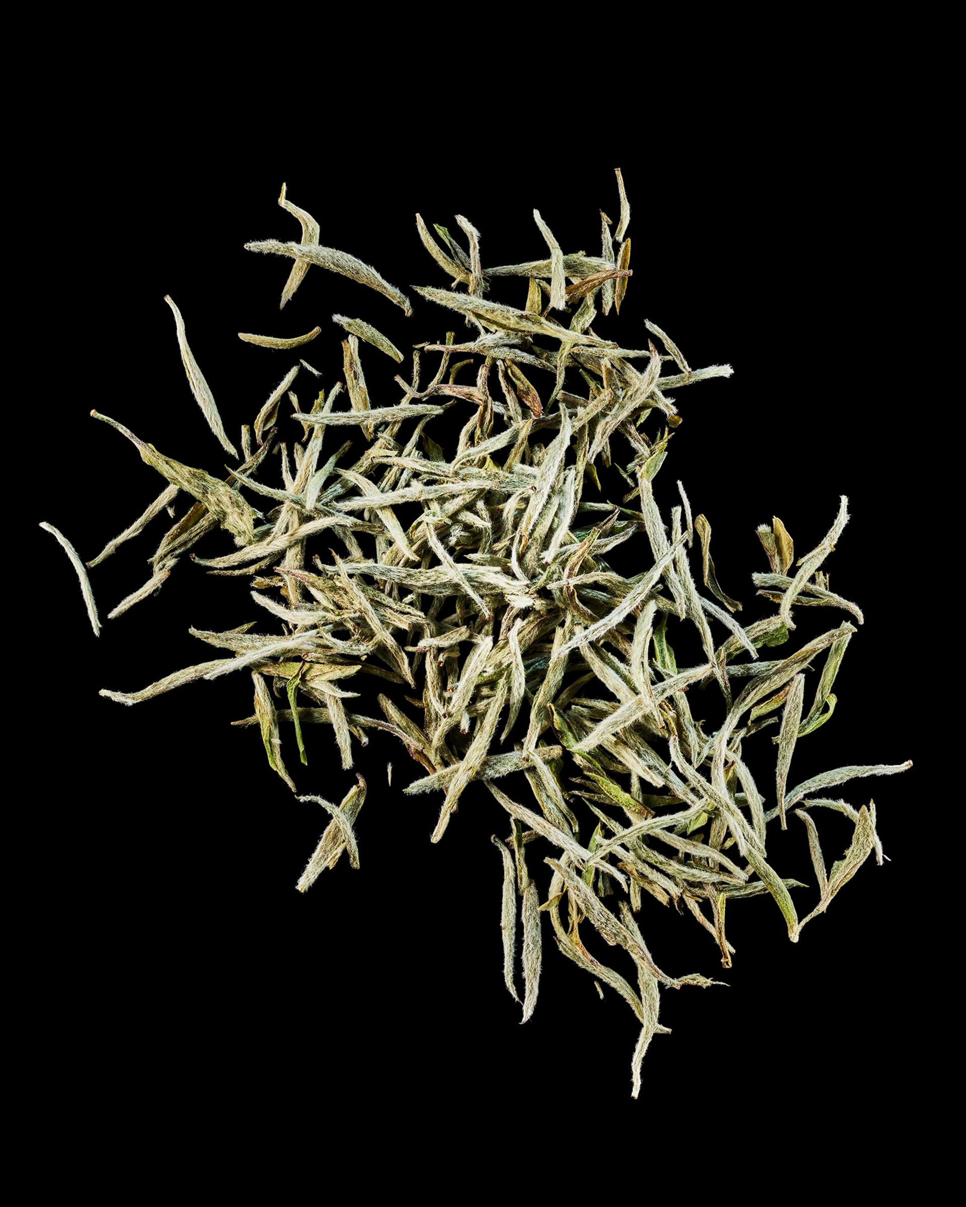 White Tea Ingredient
