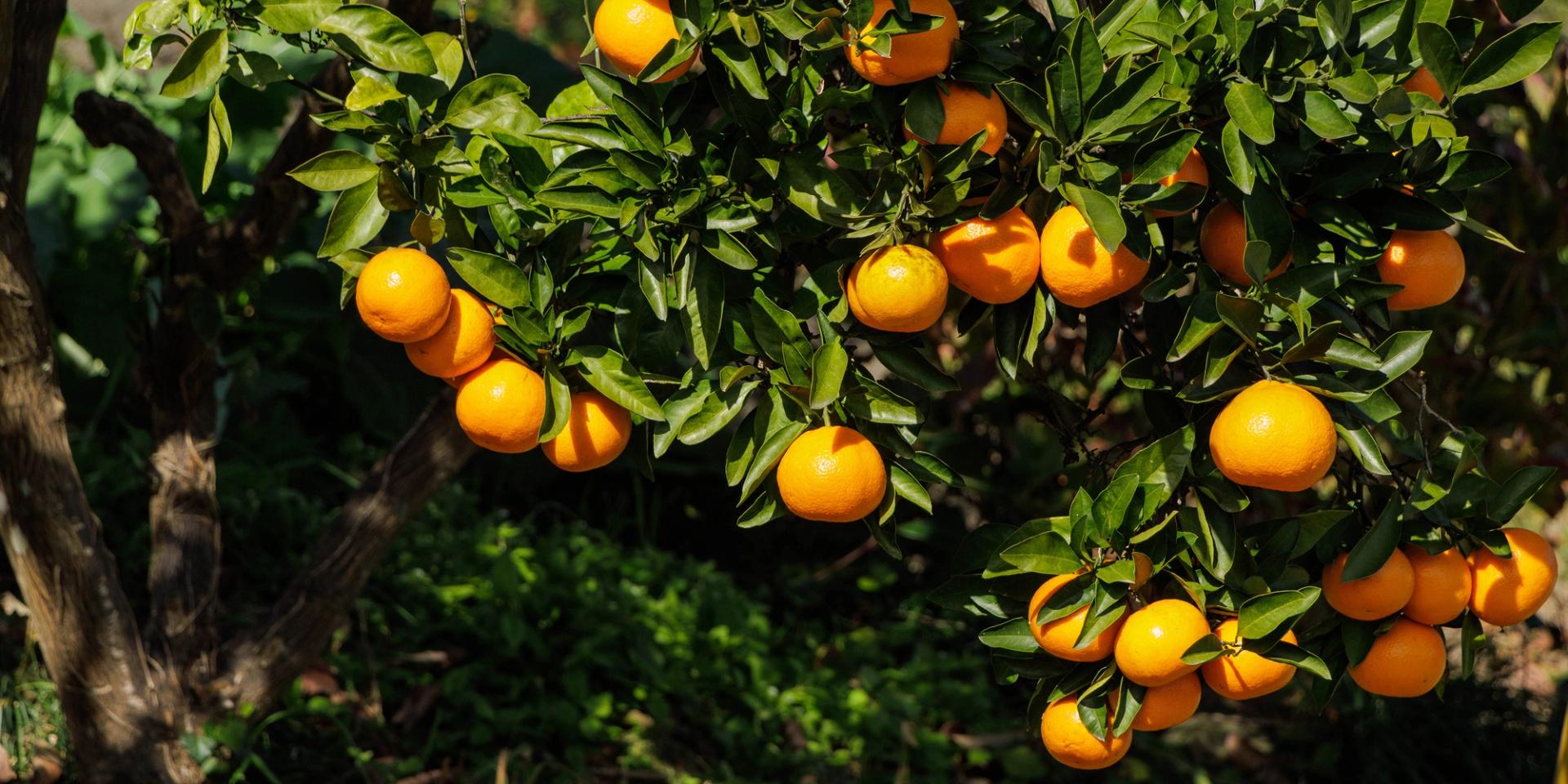 Close Up of Orange Tree