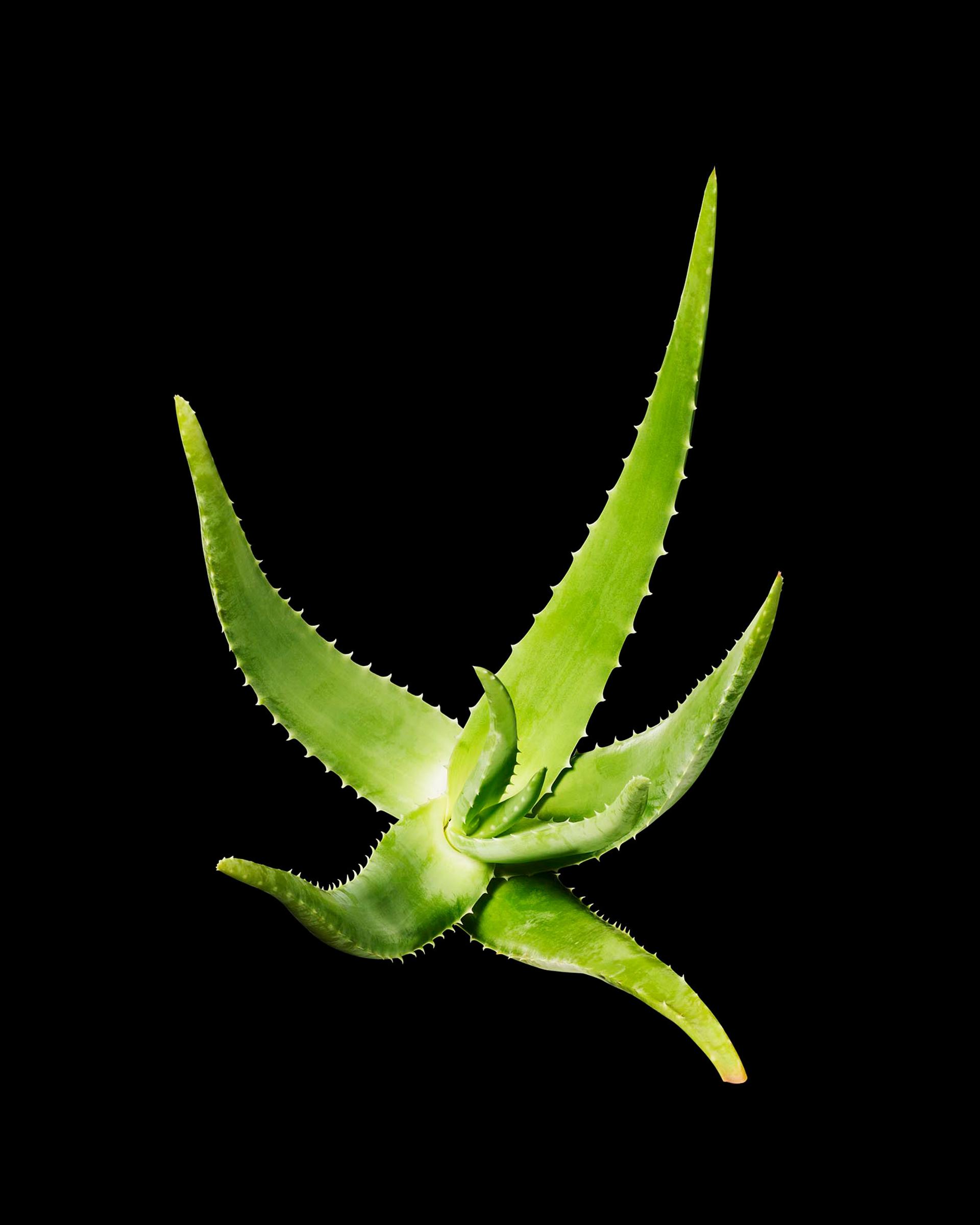 Aloe Vera Ingredient