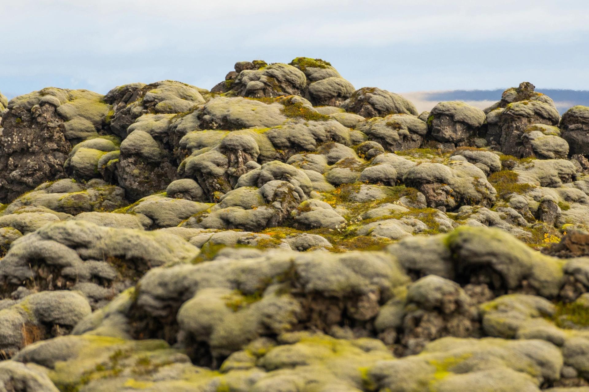 Hilly landscape covered in moss