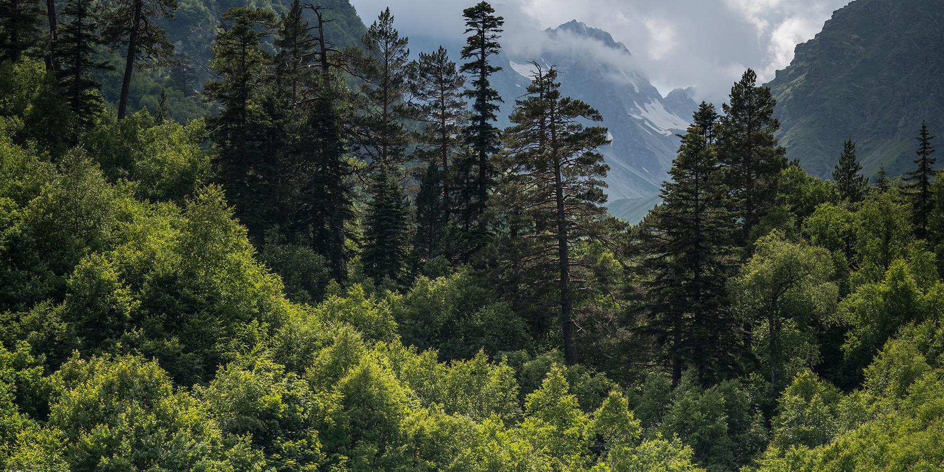 Green Forest Mountain with Snow Mist in background
