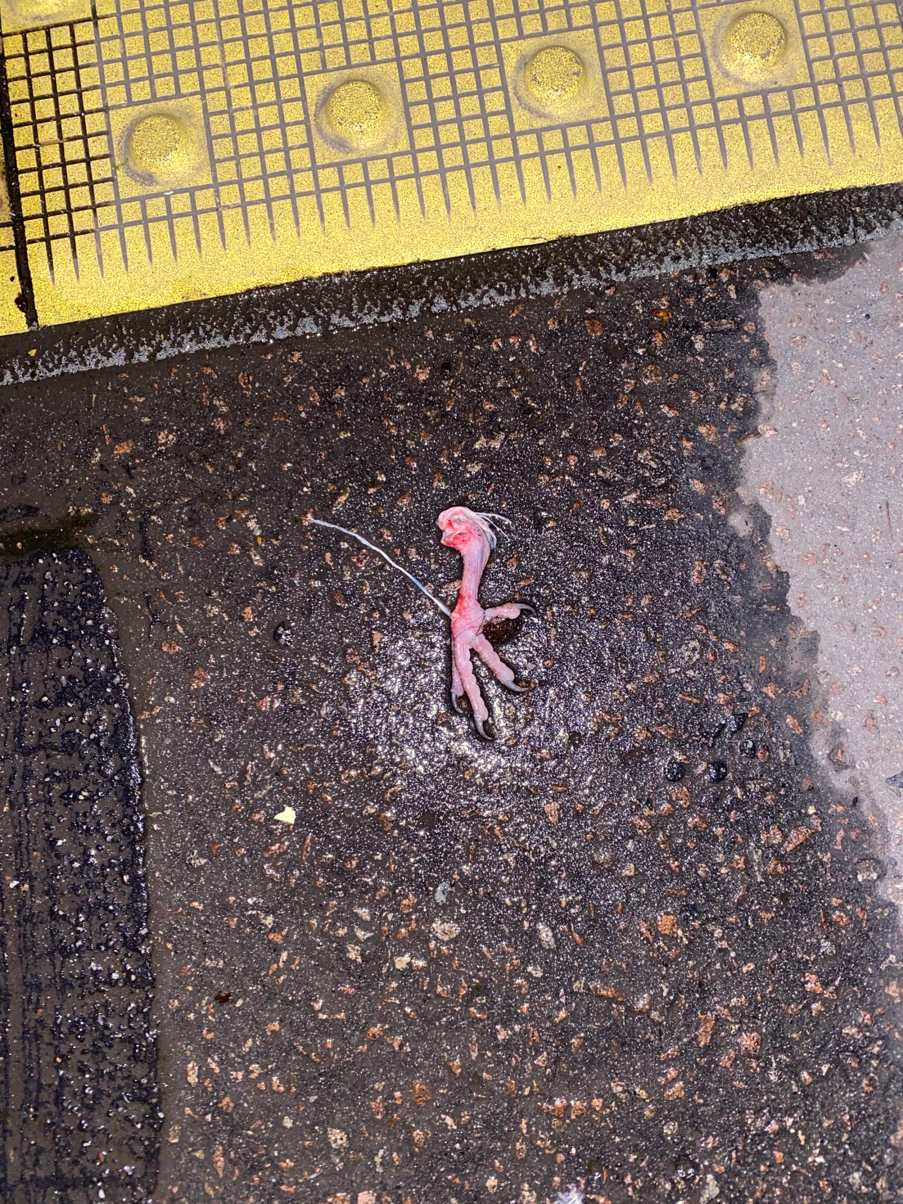 Hover prerender image 38