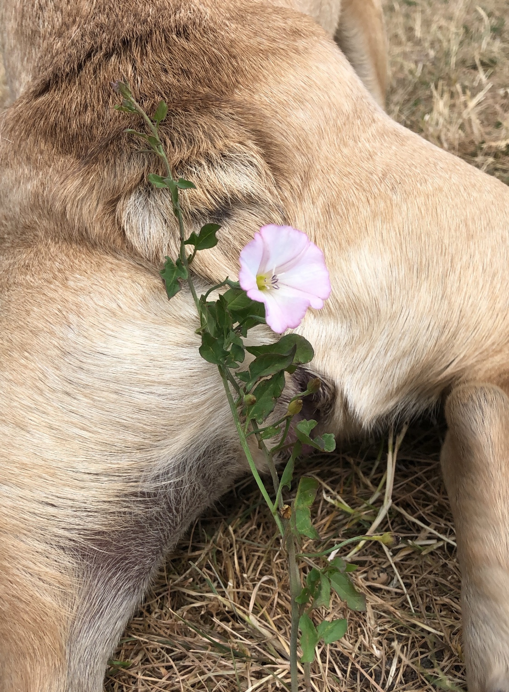 Hover prerender image 35