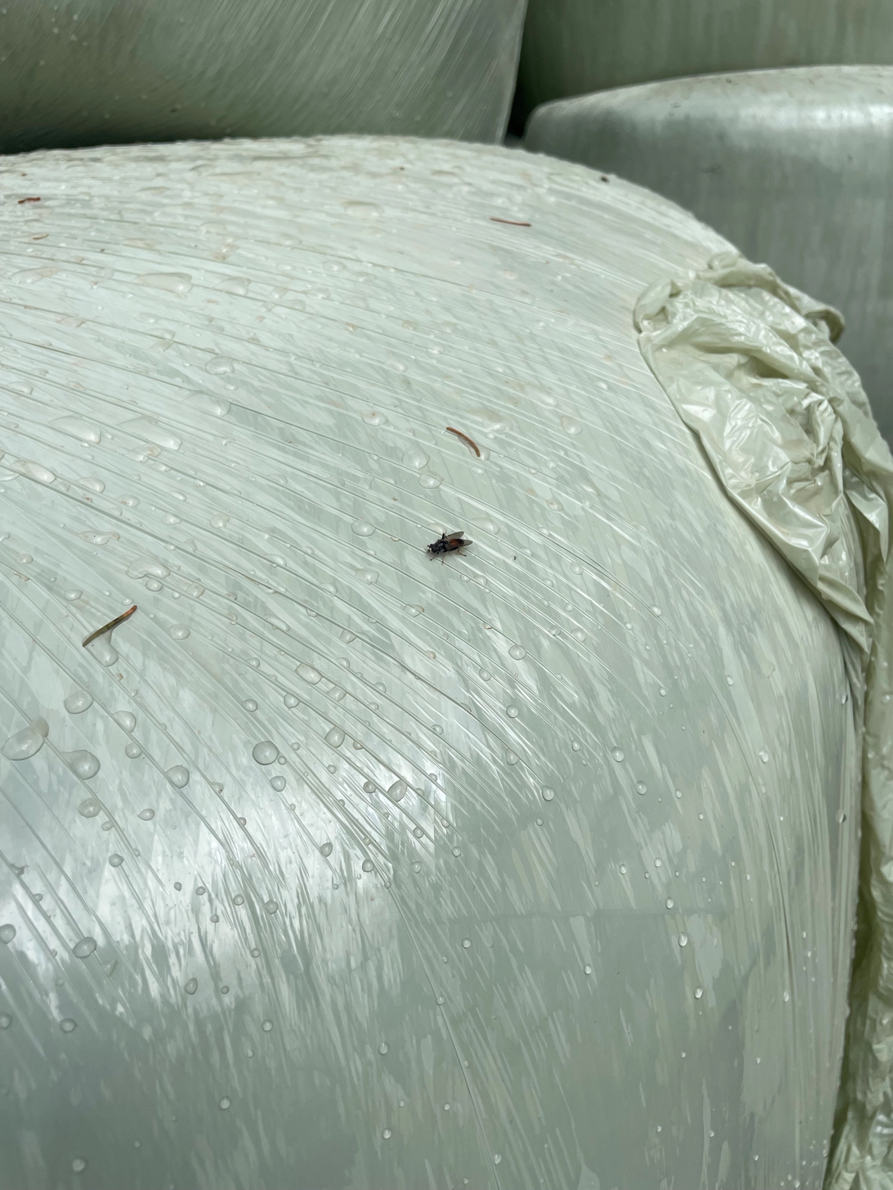 Hover prerender image 39