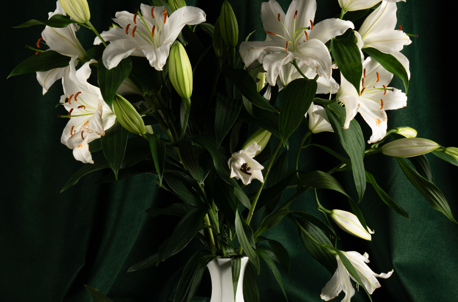 Hover prerender image 59