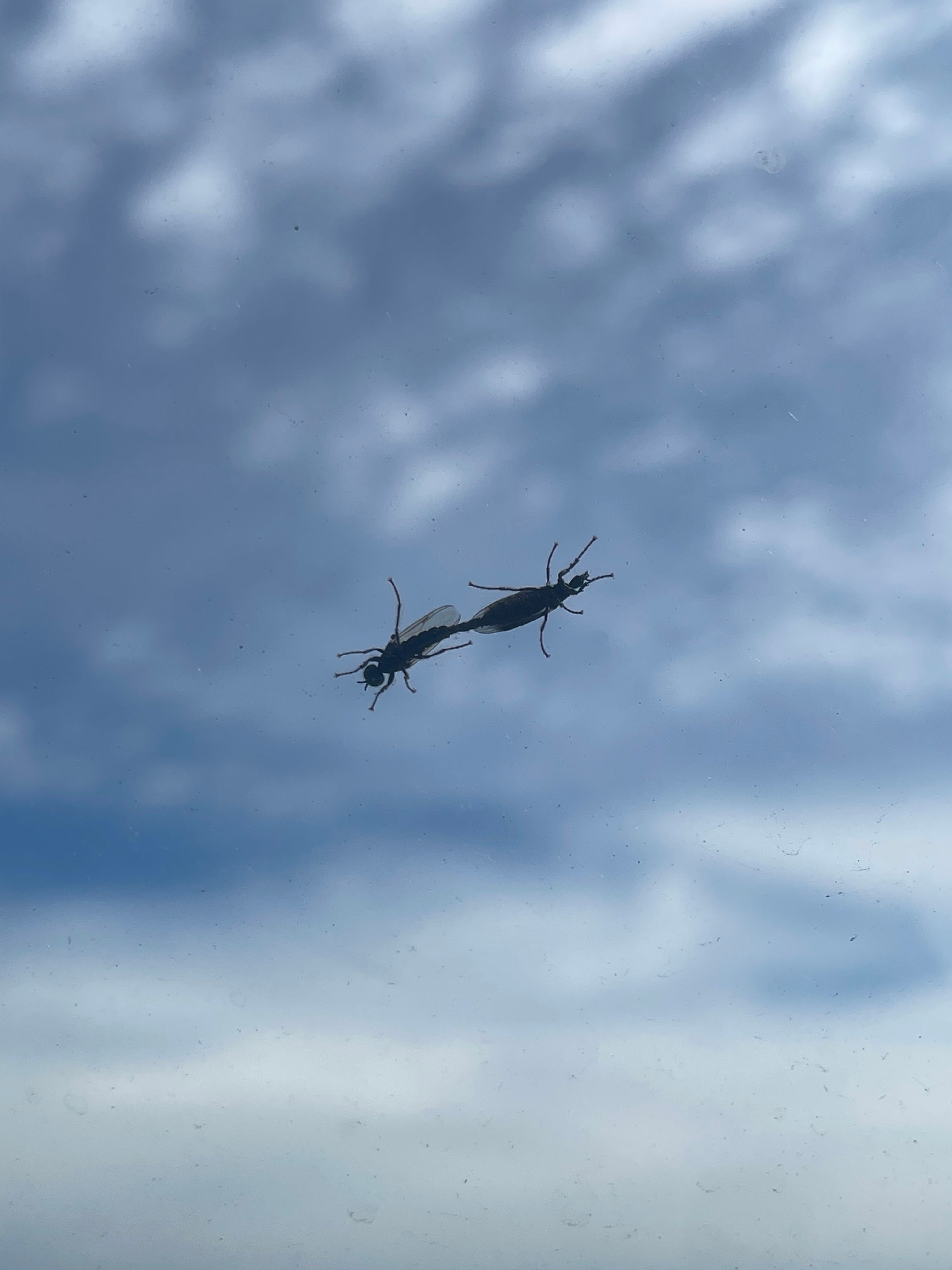 Hover prerender image 43