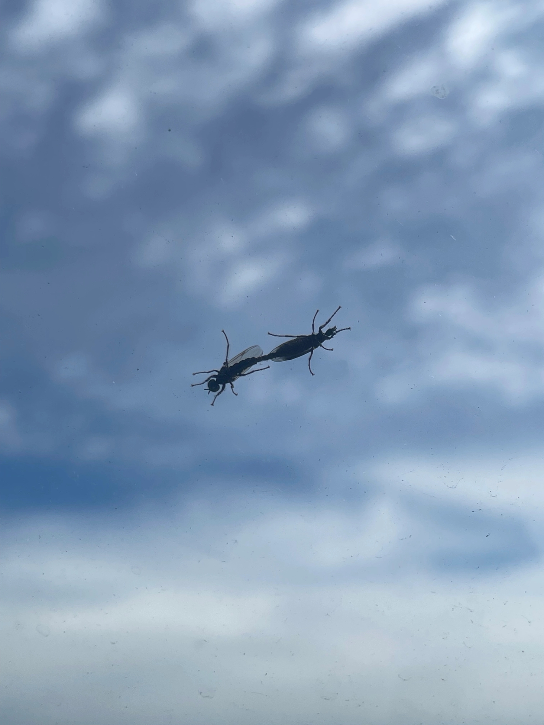 Hover prerender image 36