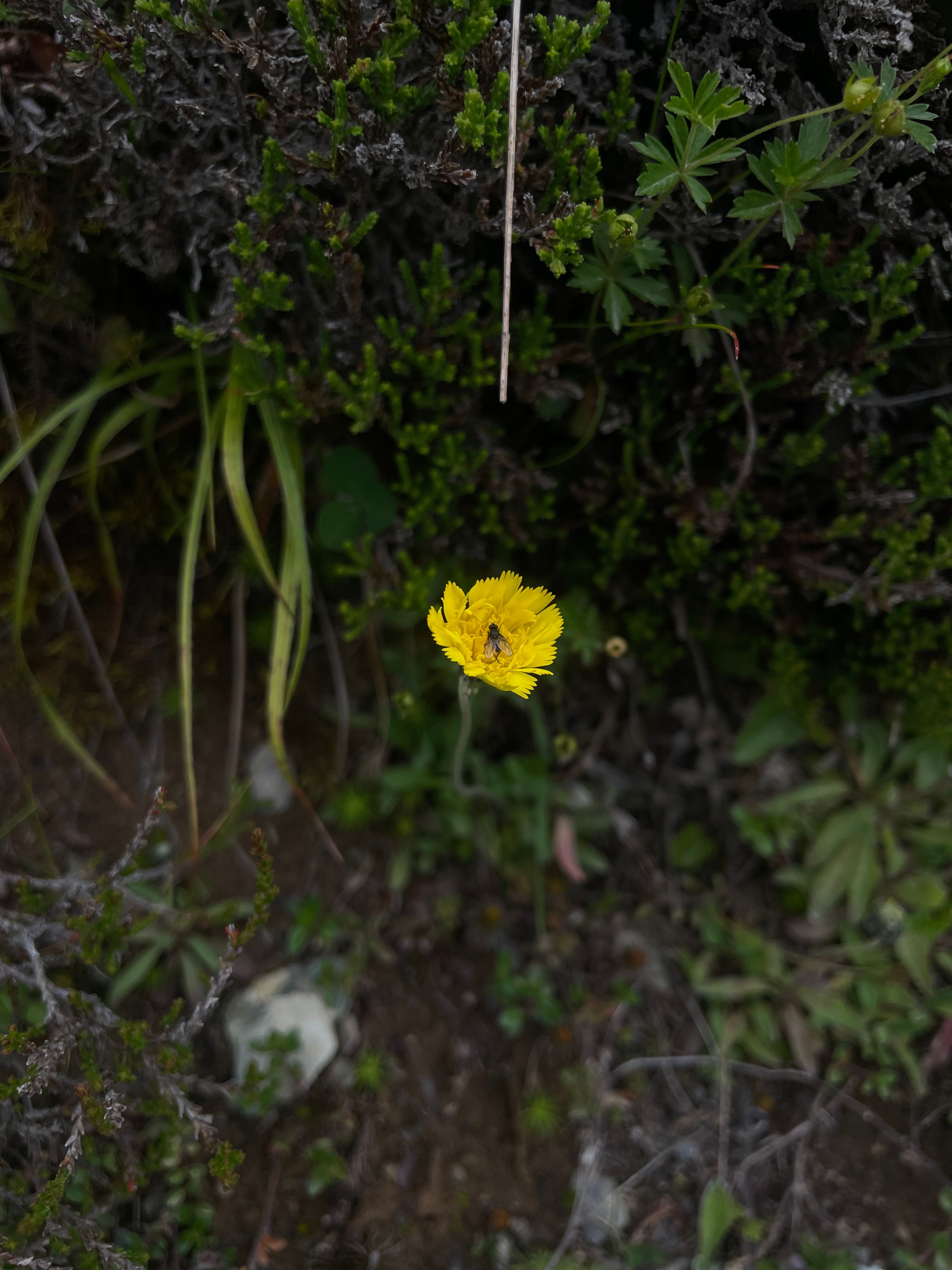 Hover prerender image 47