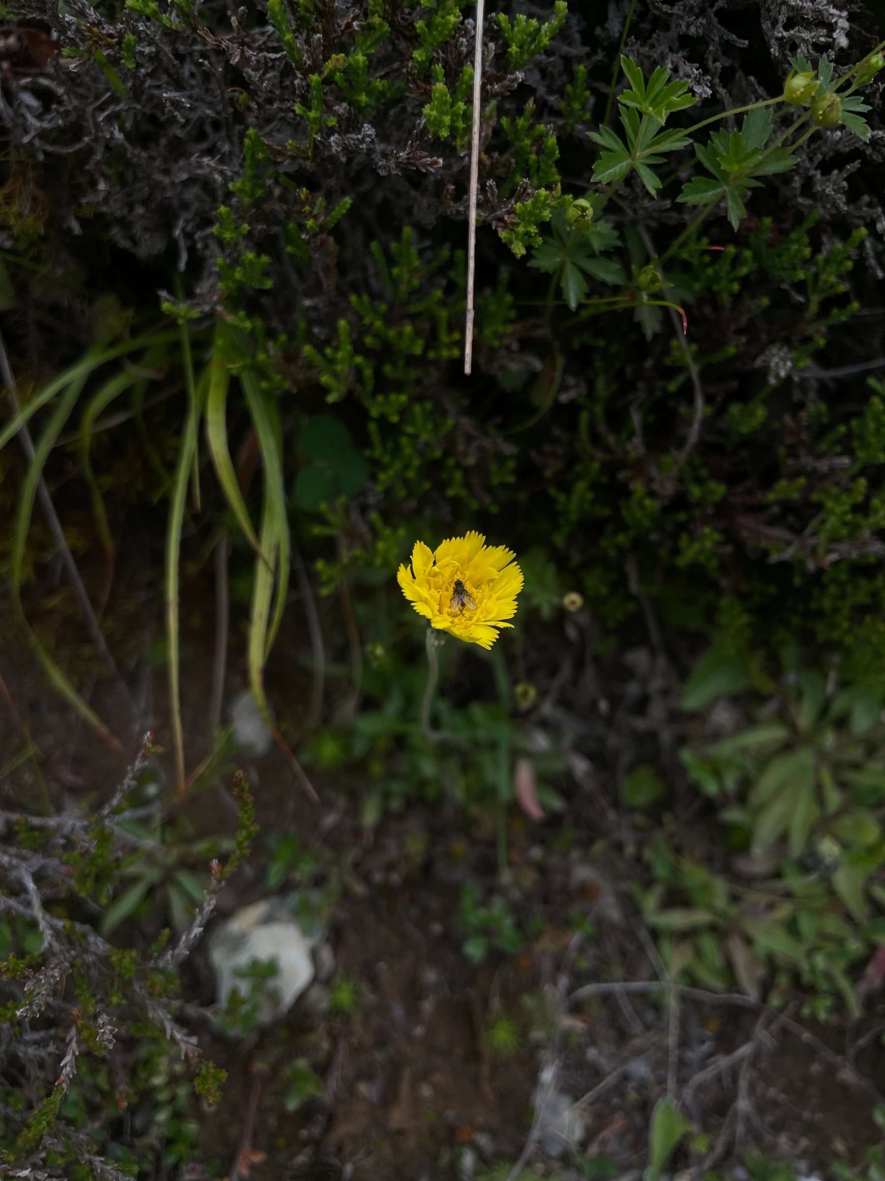 Hover prerender image 40