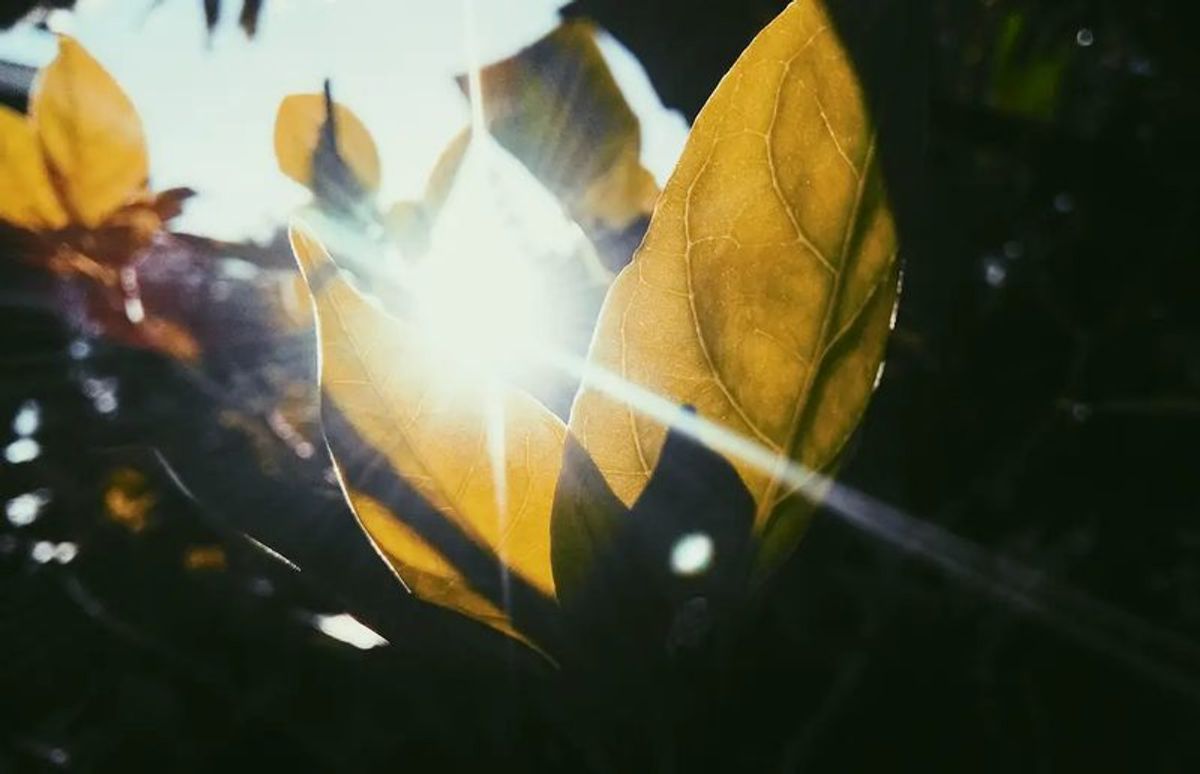 Green leaf rising in the sunlight