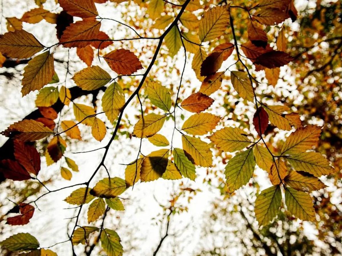 A view of ochres leaves on a tree, from below