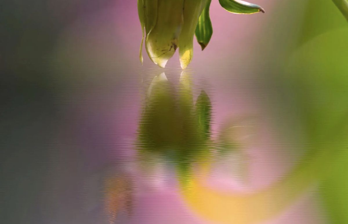 Reflection of bud and insect on water